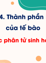 Bài 6. Các phân tử sinh học (Tiết 1)